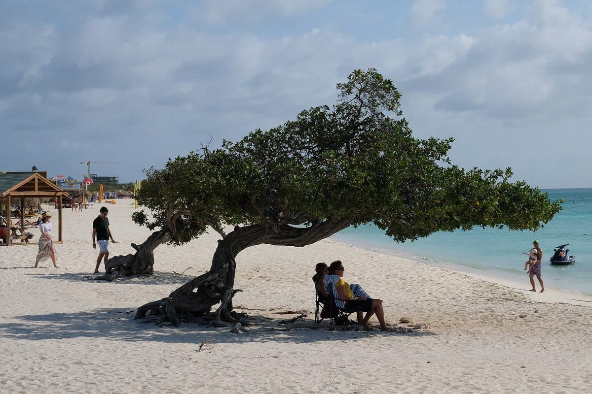 Divi-divi tree, Eagle Beach — Aruba