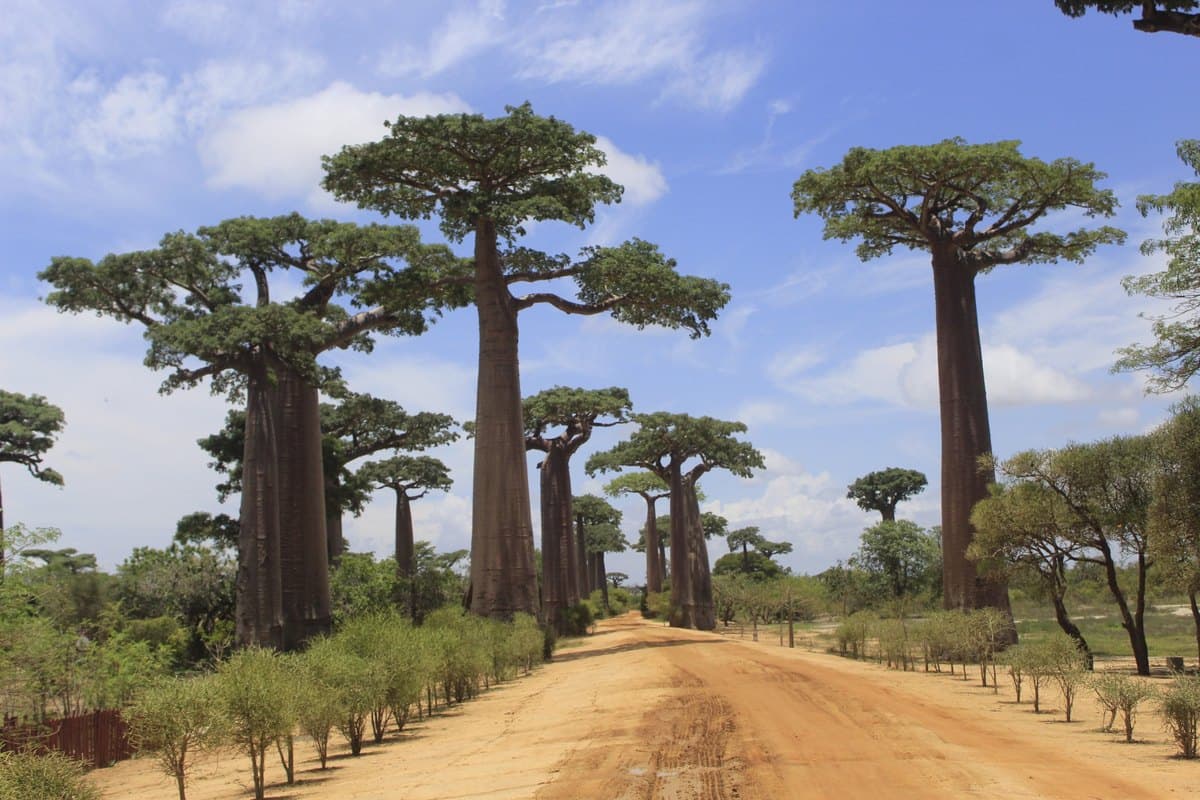Avenue of the Baobabs near Morondava