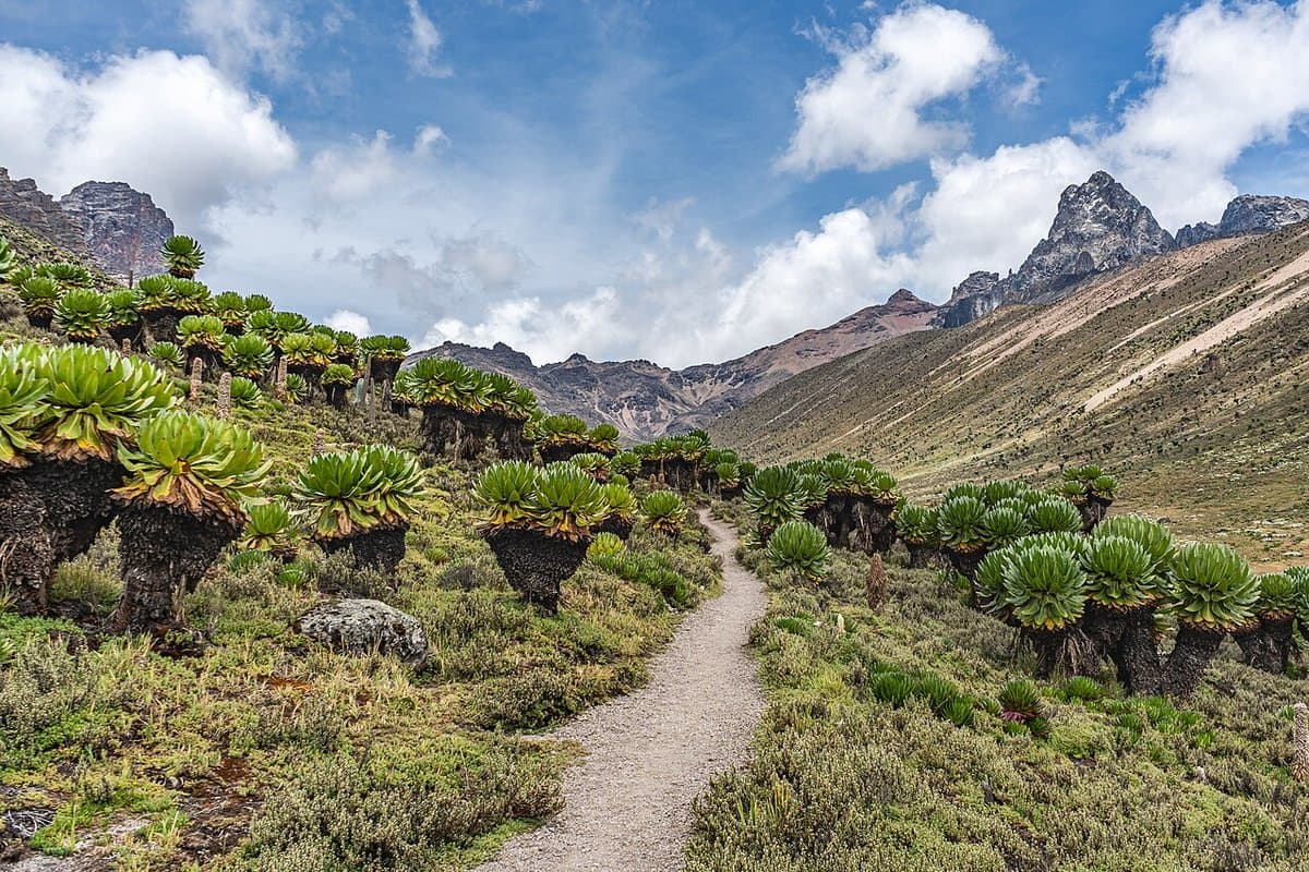 Mount Kenya National Park
