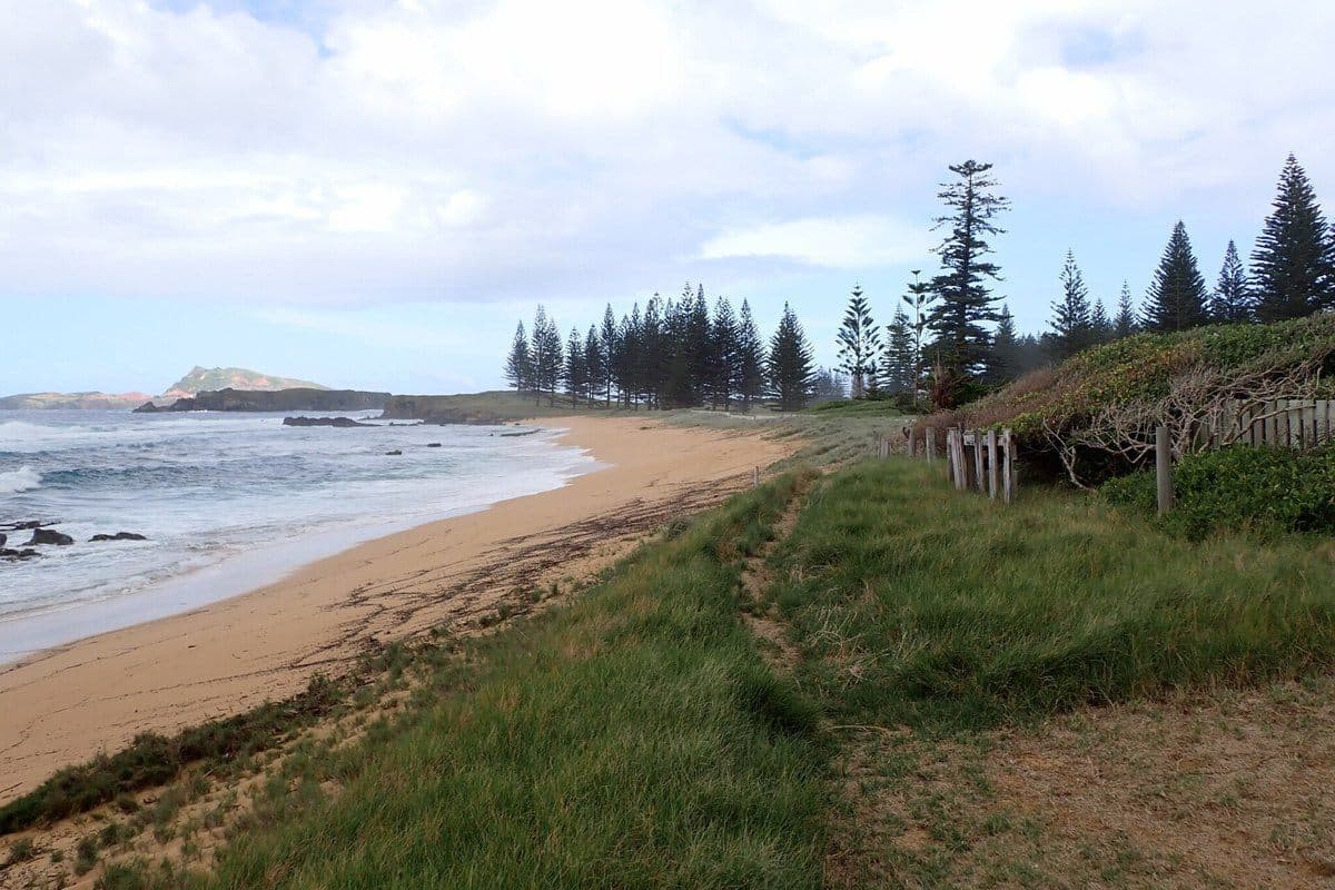 Grassy beach and Norfolk Island pines — Norfolk Island